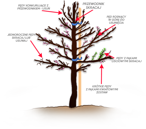 Cięcie dorosłej gruszy