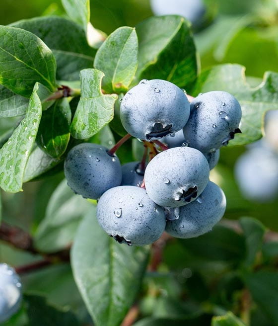 Borówka Amerykańska Chanticleer