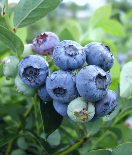 Borówka amerykańska Darrow