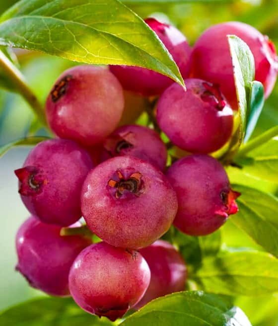 Borówka Amerykańska Pink Lemonade