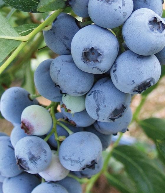 Borówki Bluecrop