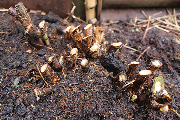 Przycinanie malin jesiennych