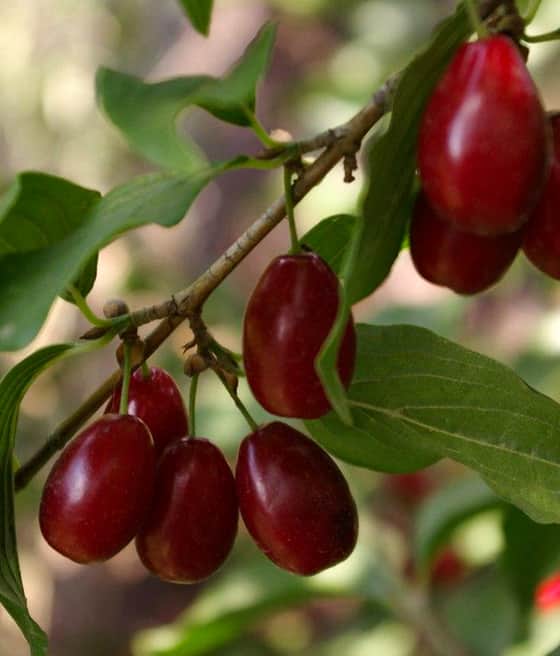 Dereń jadalny Bolestraszycki