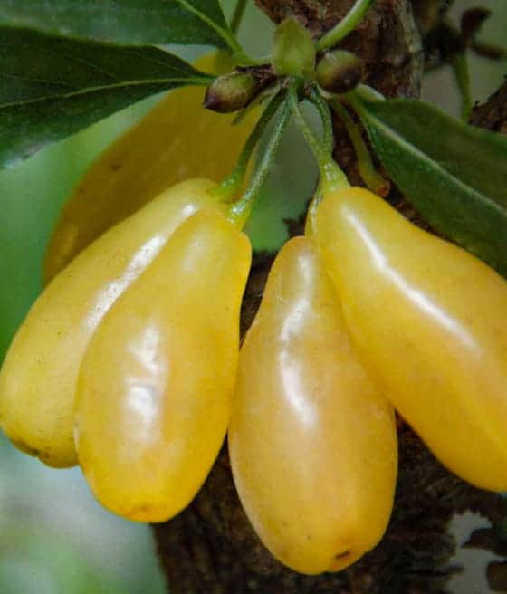 Dereń jadalny Niżnyj