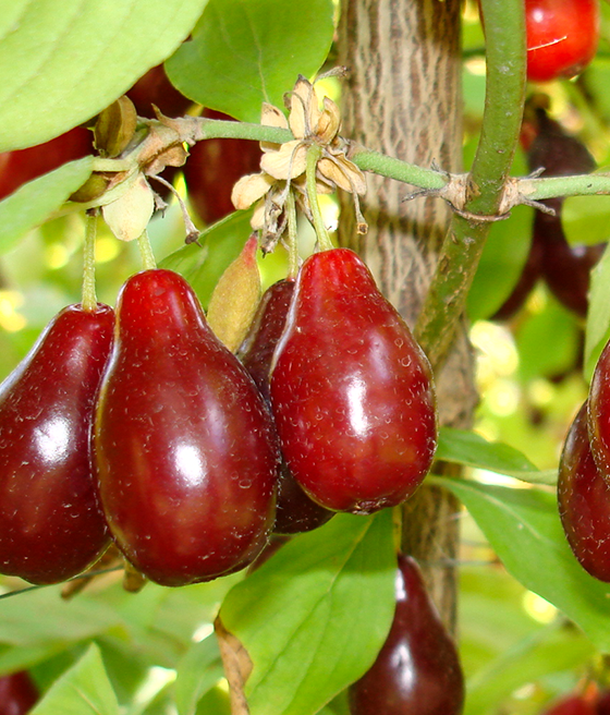 Dereń jadalny Szafer