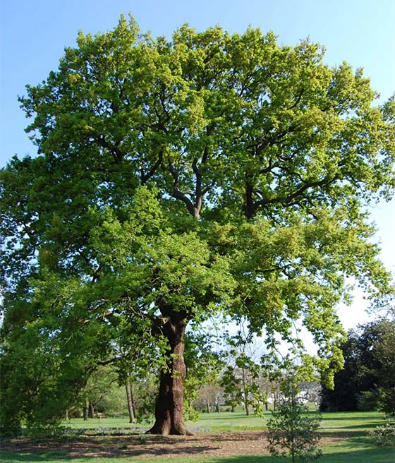 Dąb bezszypułkowy