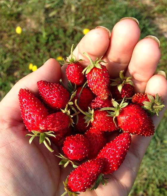 Poziomka Baron von Solemacher