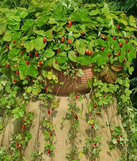 Poziomka wisząca Attila