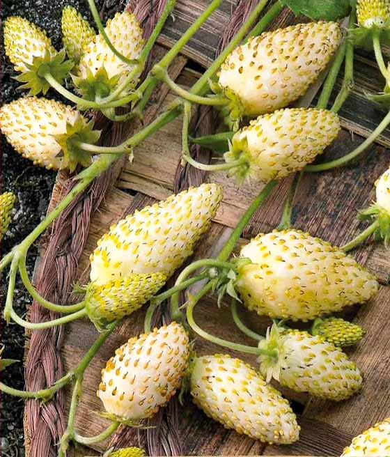 Poziomka Yellow Wonder