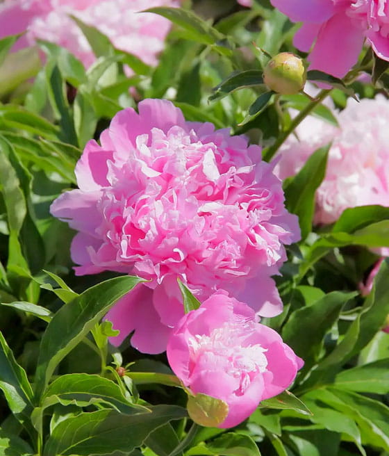 Piwonia 'Monsieur Jules Elie'