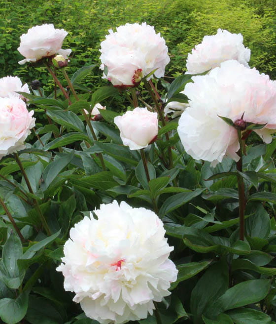 Piwonia 'Shirley Temple'