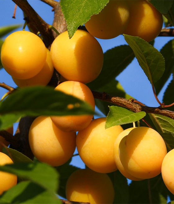 Śliwa Mirabelka z Nancy