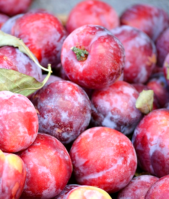 Śliwa Renkloda Althana