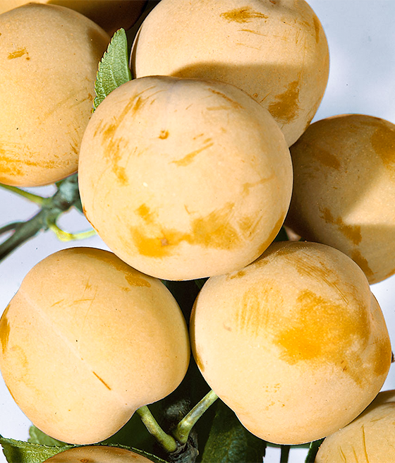 Śliwa Renkloda Ulena