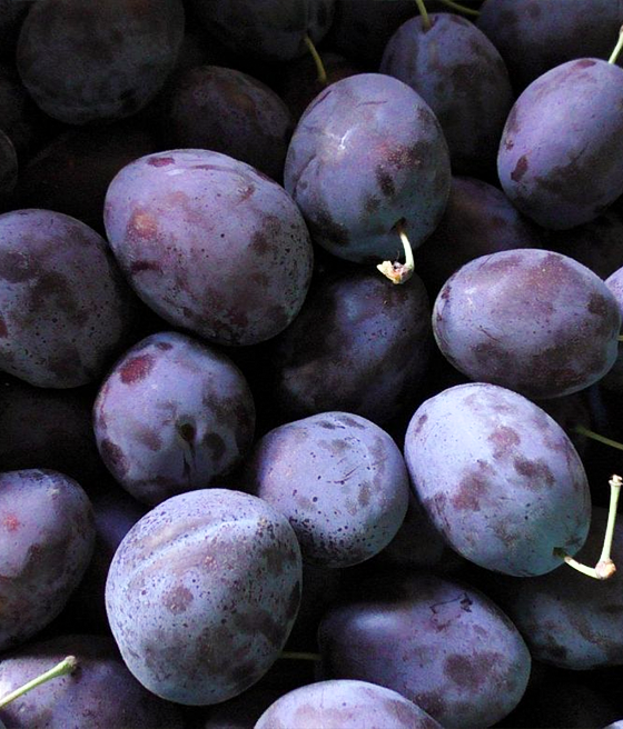 Śliwa Węgierka Dąbrowicka