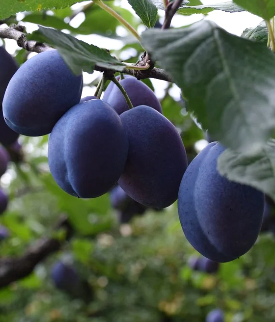 Śliwa Węgierka Wczesna