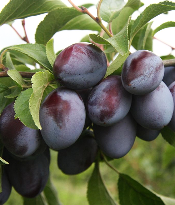 Śliwa Węgierka Zwykła