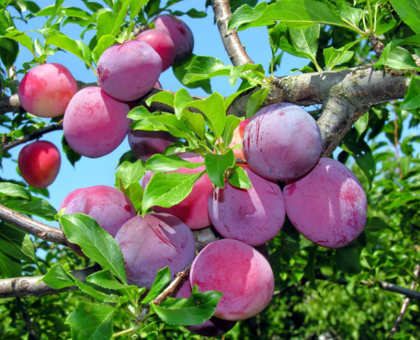 Śliwa Królowa Wiktoria