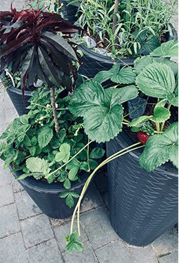 Uprawa truskawek w koszach