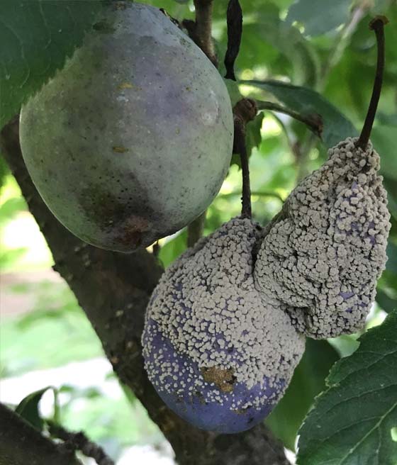 Brunatna zgnilizna drzew pestkowych