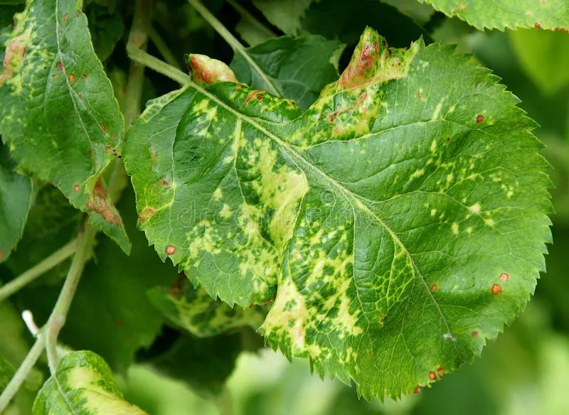Chlorotyczna Plamistość Liści Jabłoni