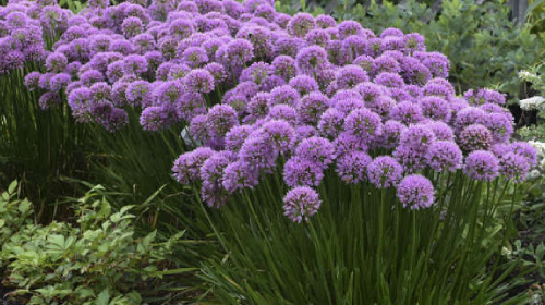 Kwitnięcie czosnku ozdobnego Millenium