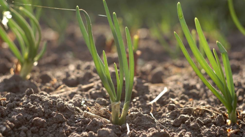 Sadzenie młodych sadzonek czosnku