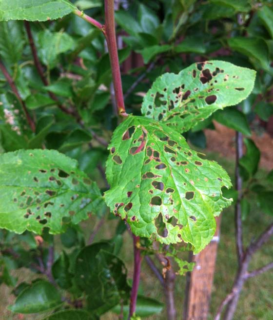 Dziurkowatość liści drzew pestkowych