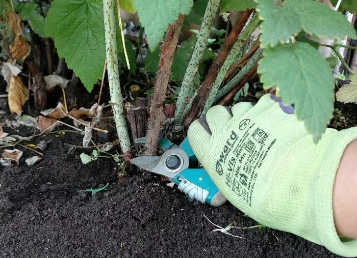 Przycinanie malin letnich