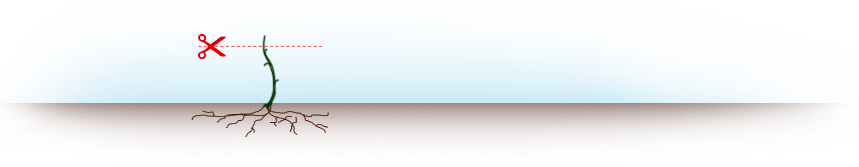 Pierwsze przycięcie jeżyny bezkolcowej