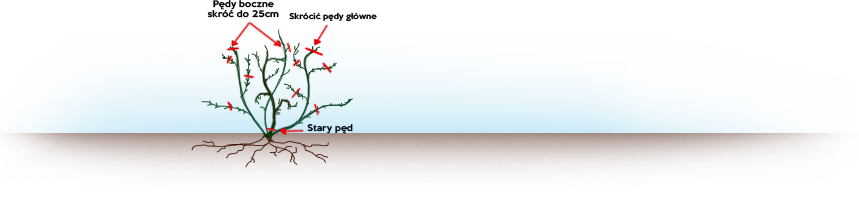 Przycinanie starego krzewu jeżyny bezkolcowej