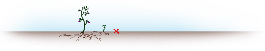 Usuwanie dzikich odrostów jeżyny bezkolcowej