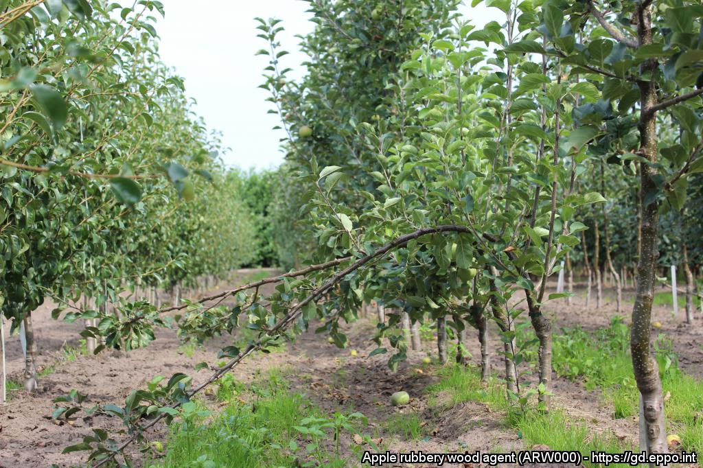 Gumowatość drzewa jabłoni
