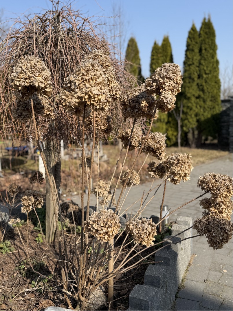 Hortensja bukietowa przed wiosennym cięciem – suche kwiatostany na krzewie