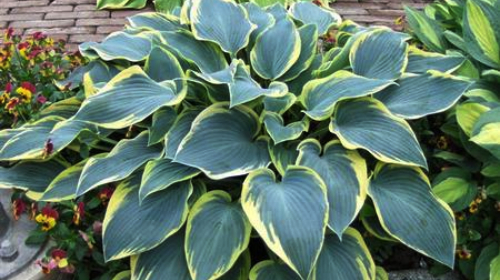 Hosta 'First Frost’