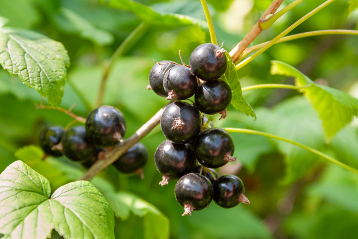 Czarna porzeczka (Ribes nigrum)