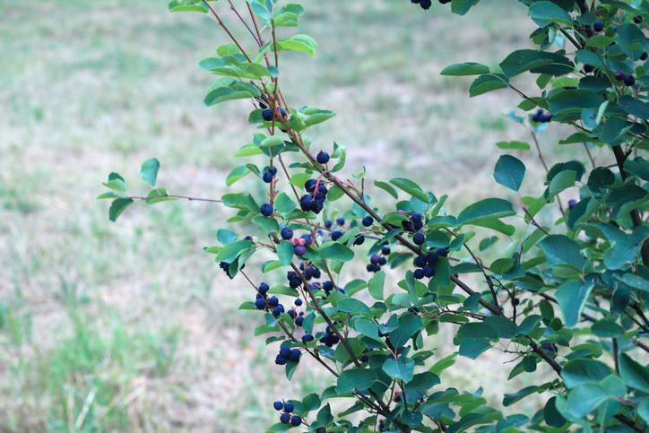 Świdośliwa olcholistna – owoce na krzewie