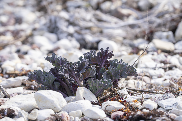 Młode liście modraka morskiego (Crambe maritima)