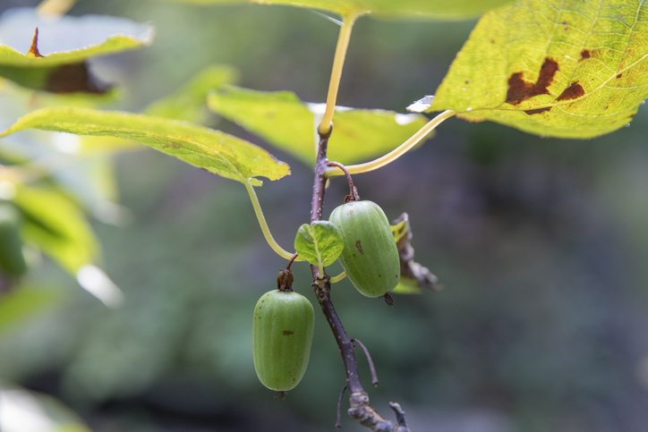 Mini kiwi (Actinidia)