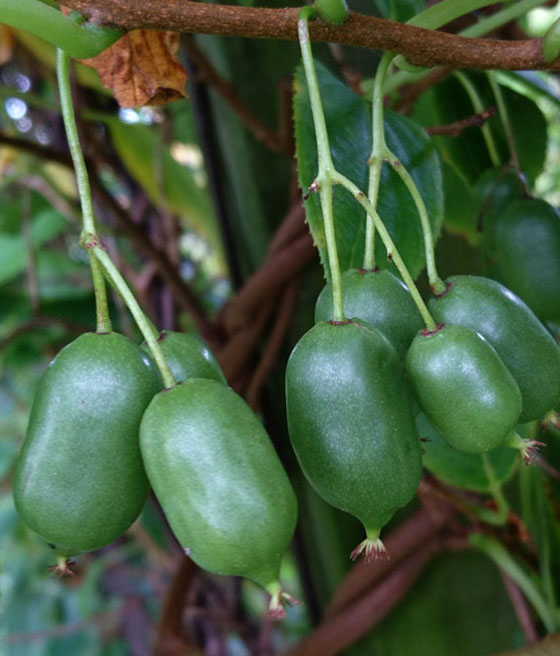 Mini kiwi Issai