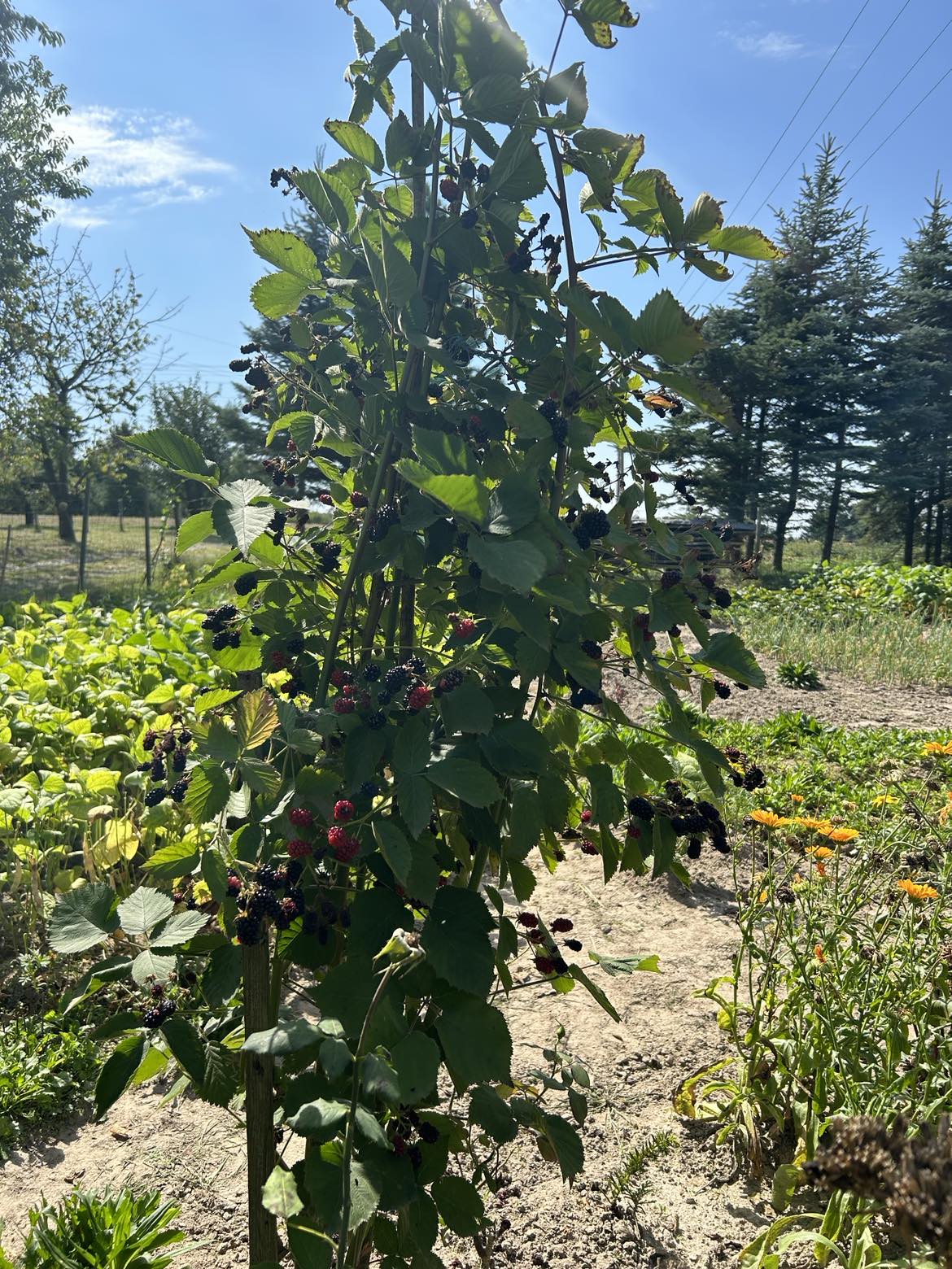 Jeżyna bezkolcowa w formie kolumny