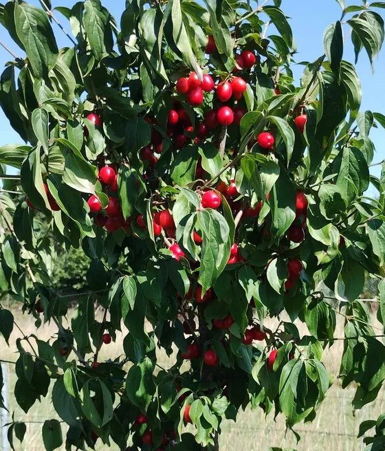 Dereń jadalny Korałłowyj Marka