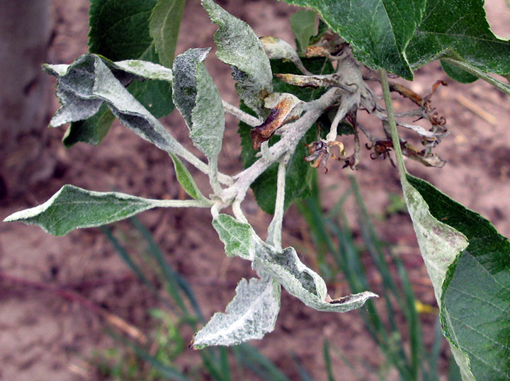 Objawy mączniaka jabłoni