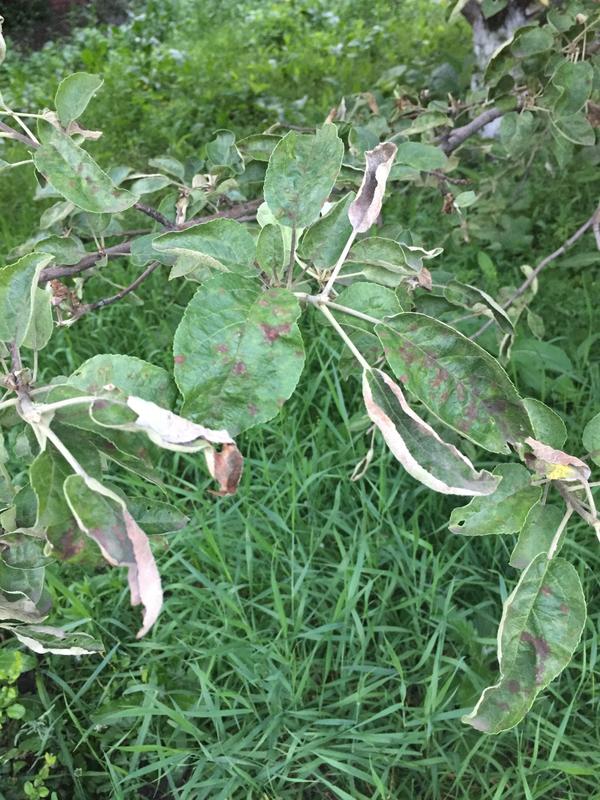 Objawy mączniaka na liściach jabłoni