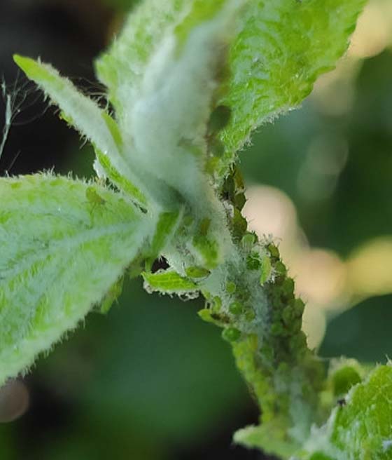 Mszyca śliwowo-kocankowa