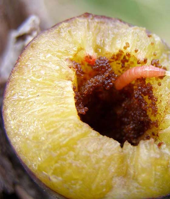 Owocówka śliwkóweczka