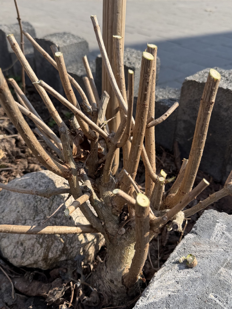 Pędy hortensji bukietowej po przycięciu wiosennym