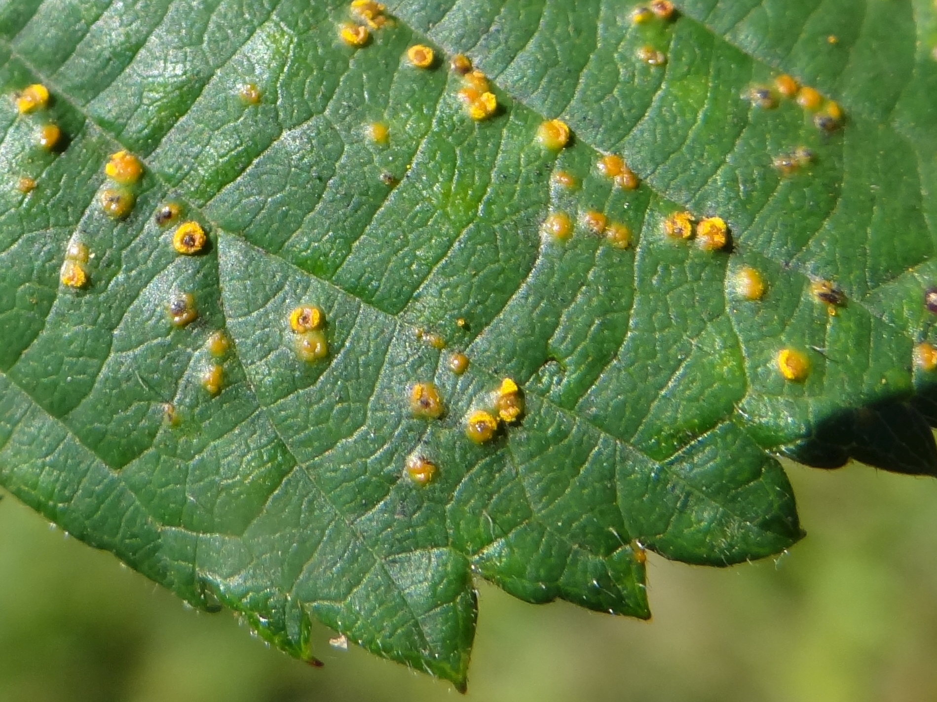 Podskórnik Jabłoniowy