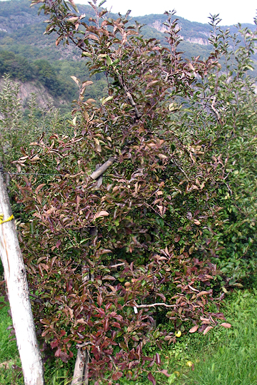 Proliferacja jabłoni 