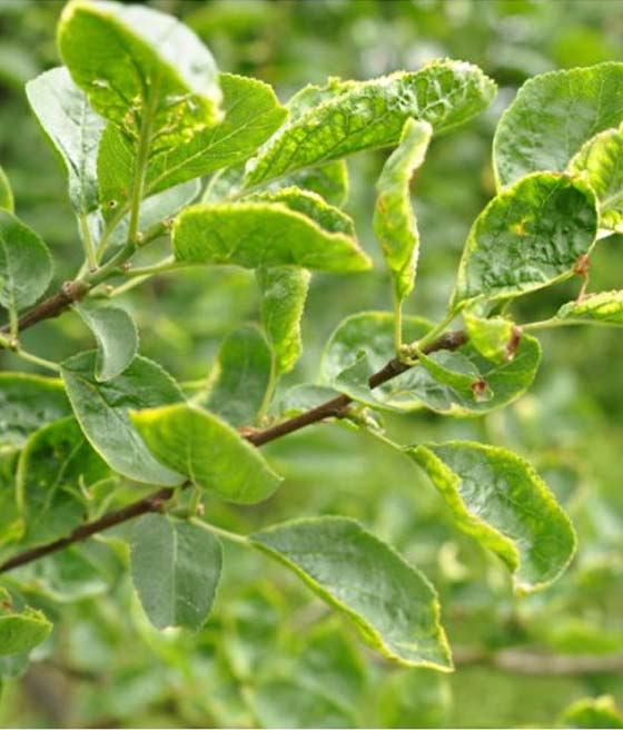 Pordzewiacz śliwowy